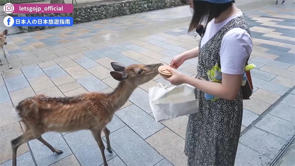 日本觀光客驟減！奈良鹿沒人餵　瘦到皮包骨還變得超兇暴