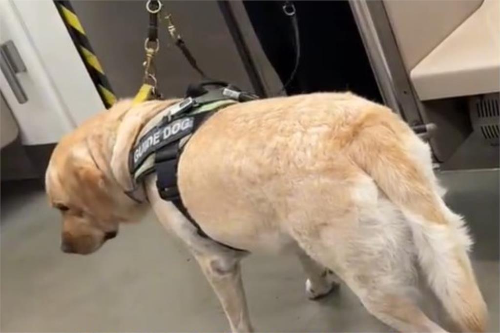 導盲犬躺車廂休息聽廣播喊「6關鍵字」秒起身工作!網見背影全哭了