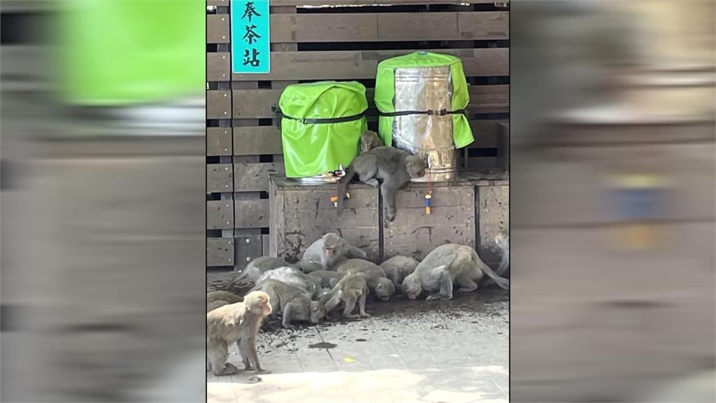 南台灣久旱不雨! 柴山獼猴打劫奉茶筒猛灌水喝