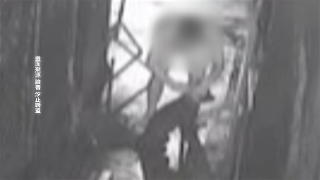 飼主控訴愛犬遭隔壁工人殺害「雙方各執一詞」 動保處介入調查