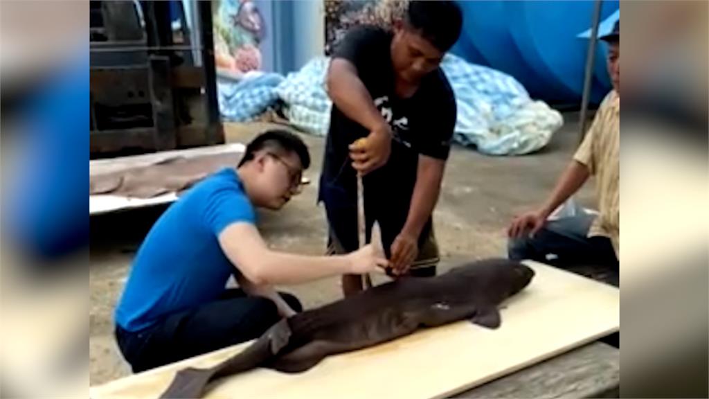 差點變魚丸!南方澳漁民誤捕「深海發光巨鯊」 海洋館剖腹驚見1屍19命
