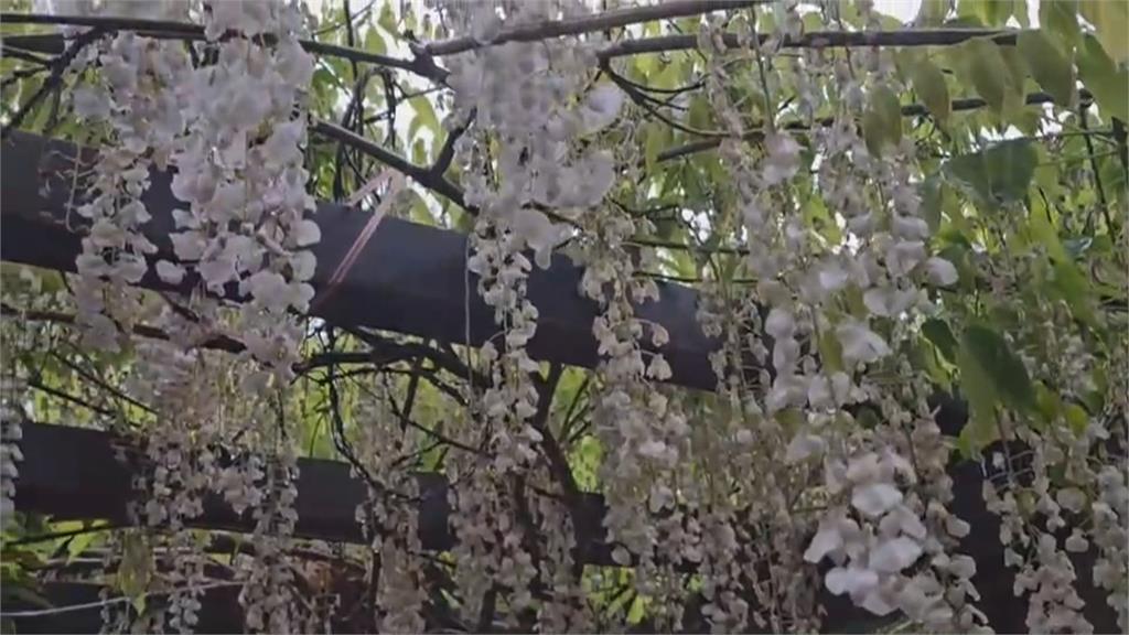 紫藤、口紅藤及八重黑龍藤爭相綻放 武陵農場藤花園爭奇鬥豔