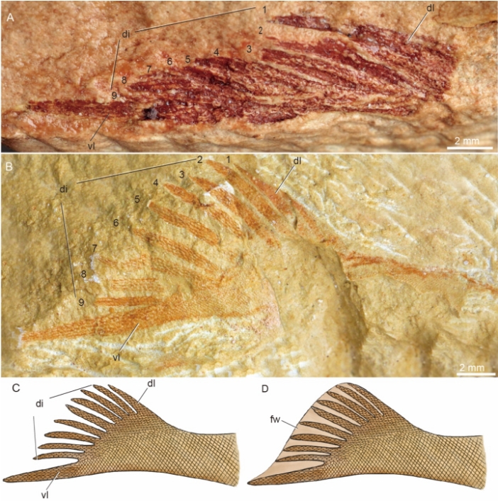 4.1億年上古化石拼圖完成！廣西「九尾狐甲魚」完整面貌大曝光