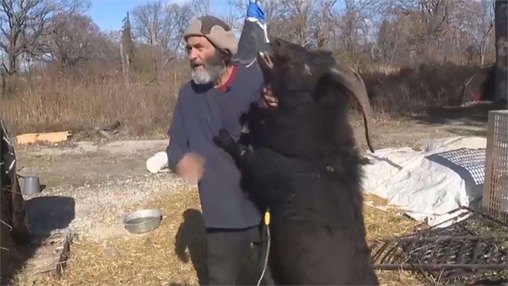 美國底特律黑羊「翻牆落跑」閒逛社區 鄰嚇壞「躲車頂」影片全網瘋傳