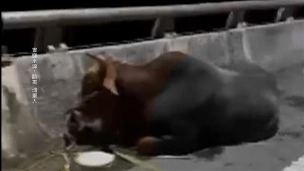 疑虐待黃牛致傷?　飼主喊冤:牽去"配種"途中走到受傷