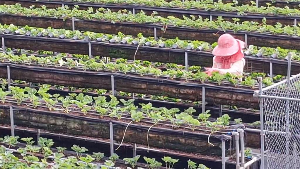 連假Day1！ 苗栗大湖鄉顛覆傳統 舉辦＂體驗種植草莓＂DIY