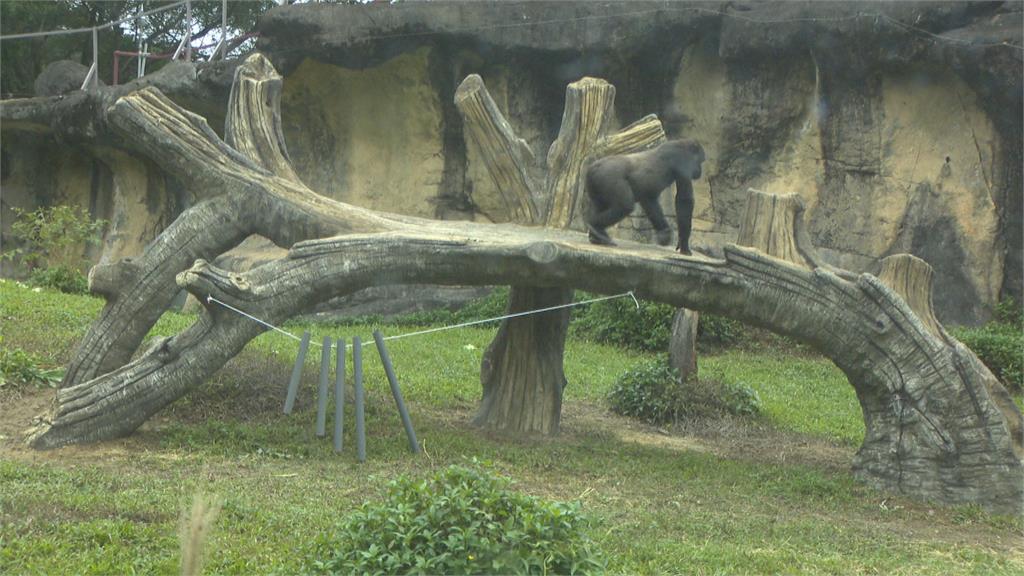 歡喜迎接2022！ 動物園送金剛猩猩.大象新年賀禮