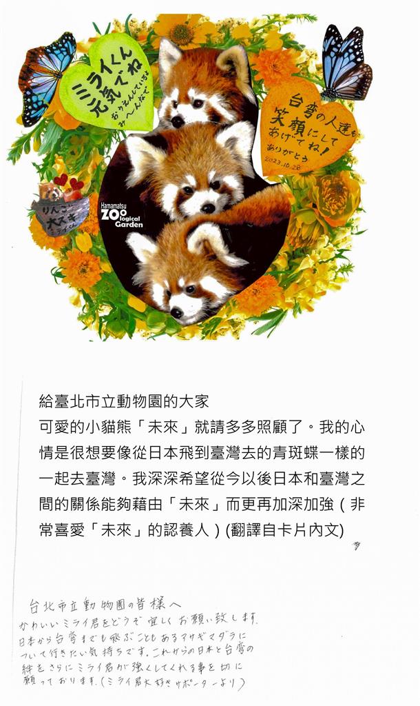 快新聞／有蘋果就乖乖配合！日本小貓熊「未來」結束檢疫　北市動物園將添新血緣