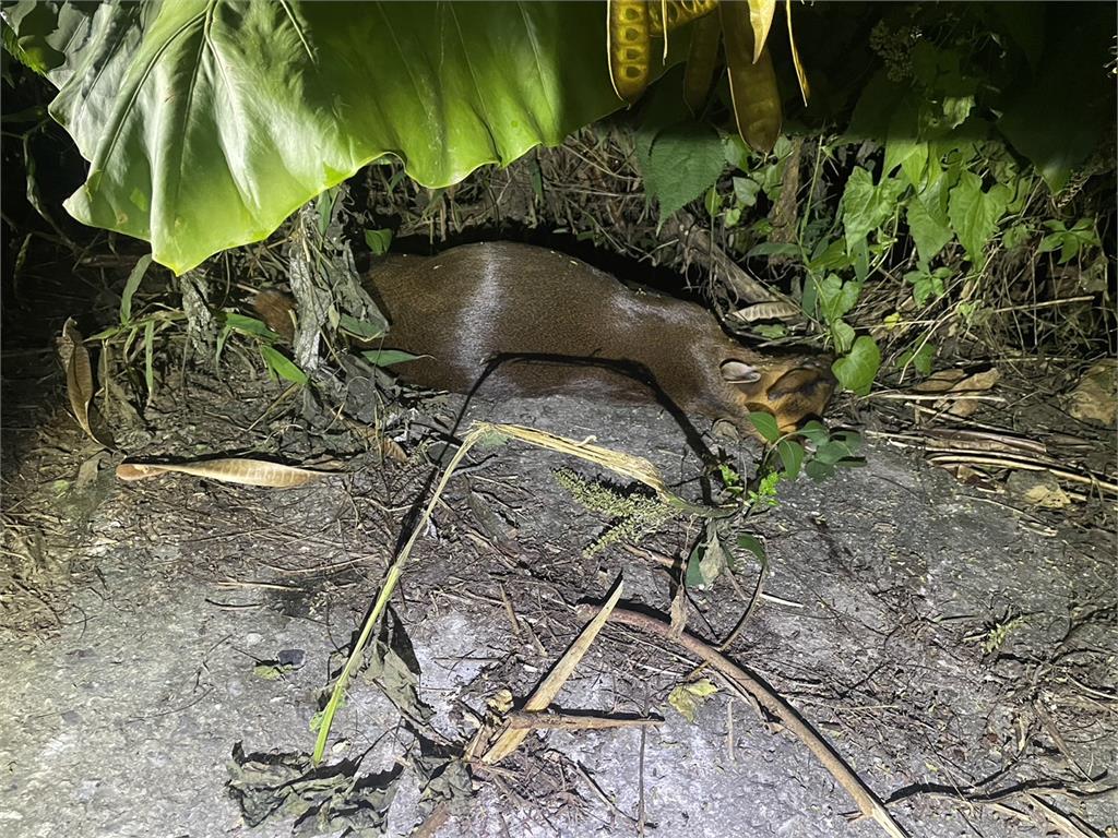 花蓮男狩獵完騎車下山 疑路程顛簸引發槍支走火...中槍不治