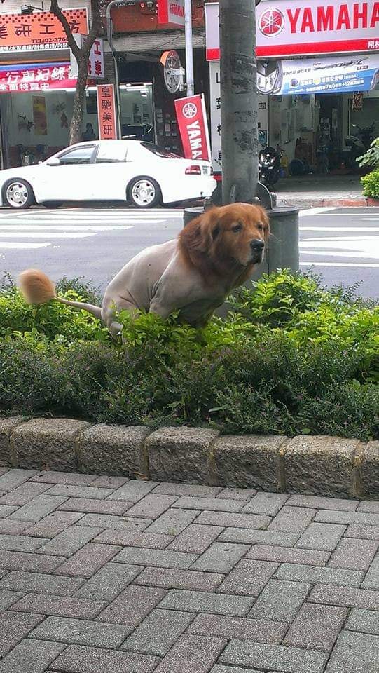台灣大街上驚見「獅子原地解放」嚇壞路人?真面目曝光網驚:背影殺手