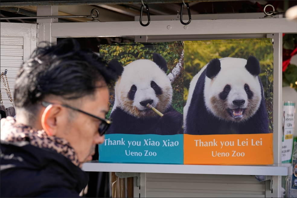 日本「熊貓清零」還給中國！矢板明夫揭「統戰真相」：魅力消散讓人反感