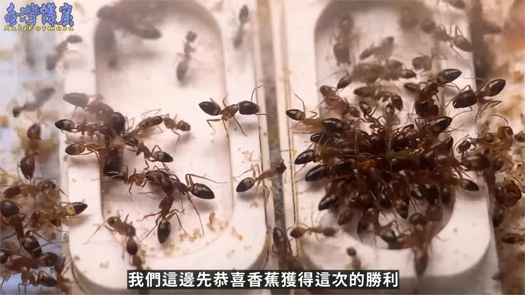 香甜芒果竟然會輸？螞蟻更快吃光台灣這水果　養蟻達人笑虧：纖維太粗了