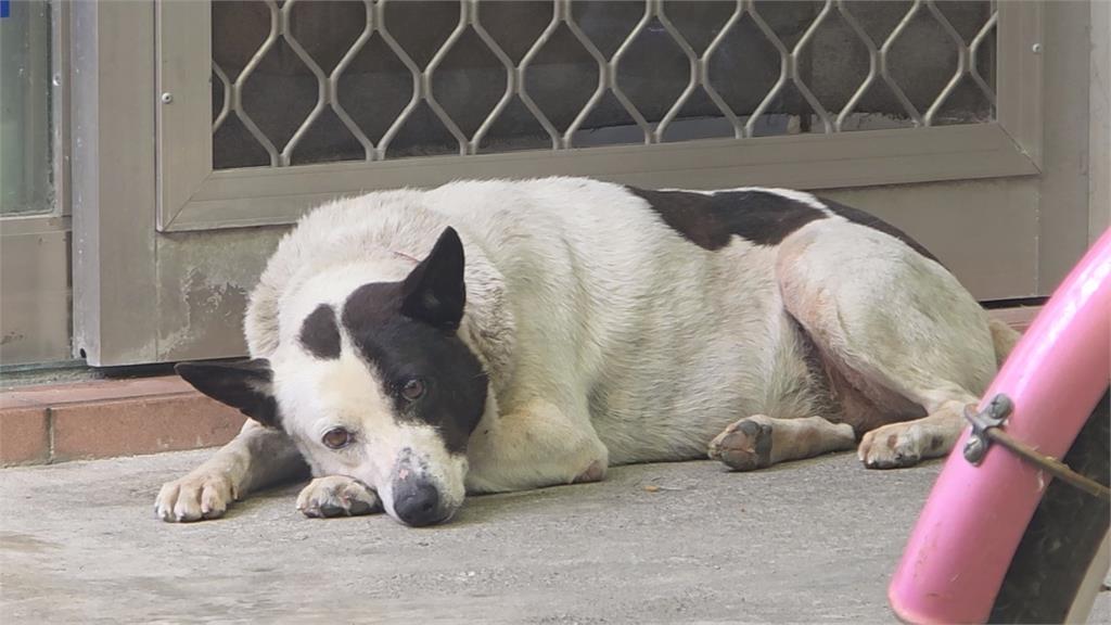 花蓮動保所被控粗暴抓狗? "動用吹箭"家犬險亡