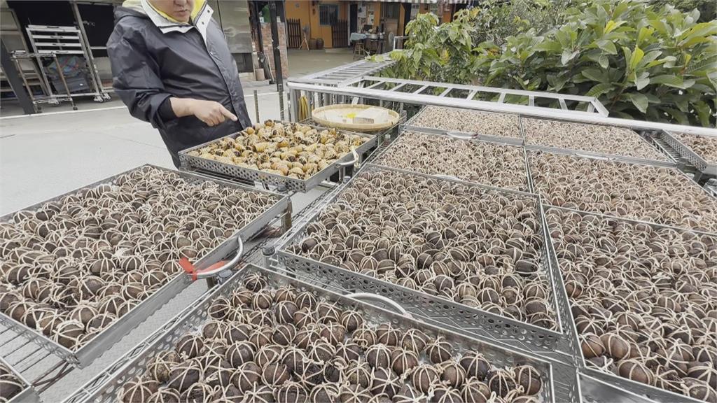 客家老味新創！　酸柑茶升級　做工繁複去油養生