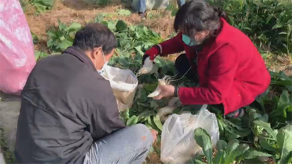 拔多賺多！　芬園免費拔蘿蔔　民眾「標配」帶大布袋來裝