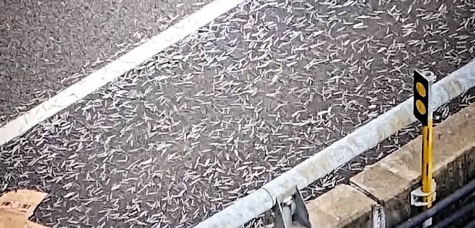 快新聞/國1成「鐵釘天堂路」?沒綁好貨物害慘後方聯結車 輪胎慘狀曝光