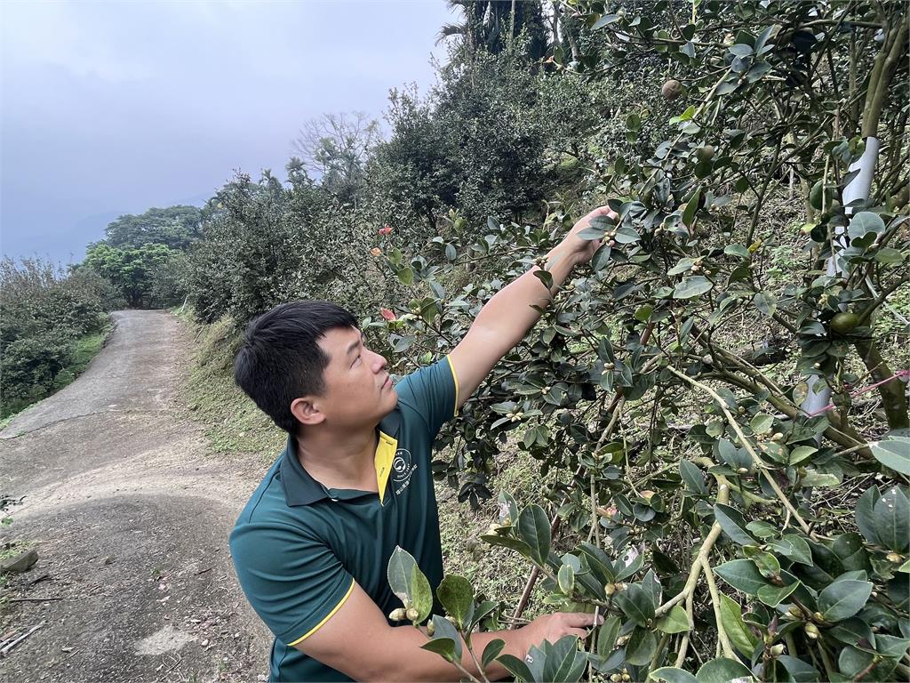  好日籽台灣苦茶籽油！新鮮限量上市　掀起健康飲食新風潮   