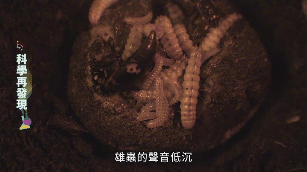 靠屍體吃飯!清道夫「埋葬蟲」的生態密碼