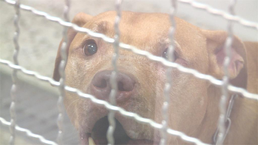 11天內二度攻擊!比特犬Lucky遭沒入 安樂死、開放領養待評估