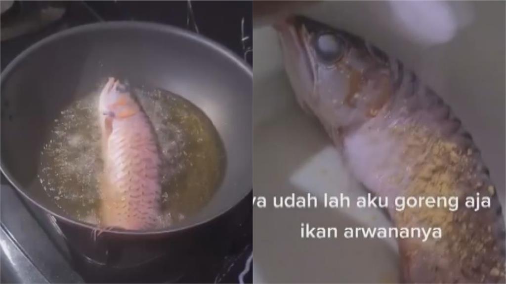 印尼人妻炸尪心愛龍魚影片500萬人搶看　網友點出真相：魚早已升天