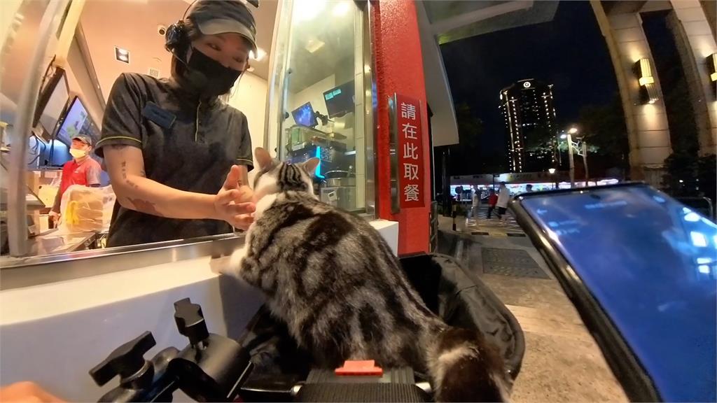 天使貓進得來速超興奮 爬櫃台店員「熱烈招呼」飼主嘆:我只是司機