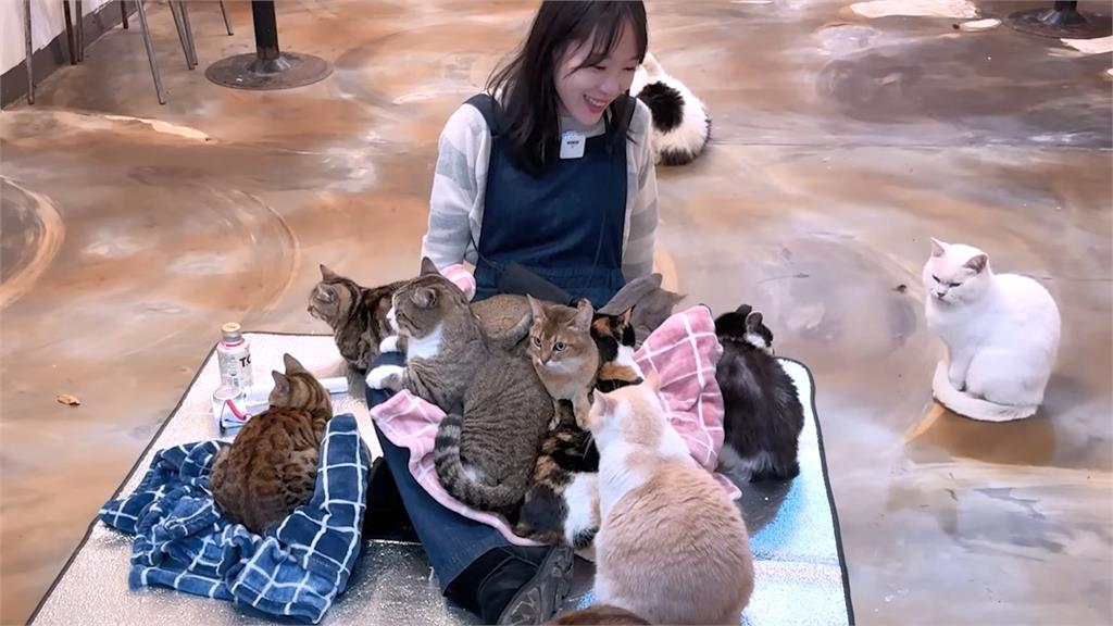 多達130隻貓的首爾貓咖　一個月開銷竟要20萬！