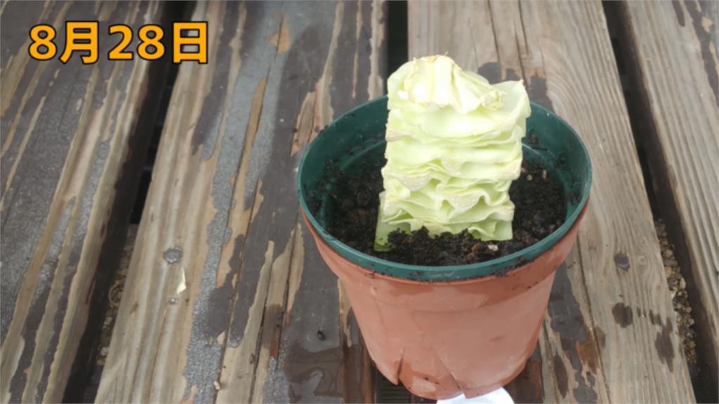 菜心藏「超強生命力」網驚呆！日YTR花158天「再生高麗菜」親曝2關鍵