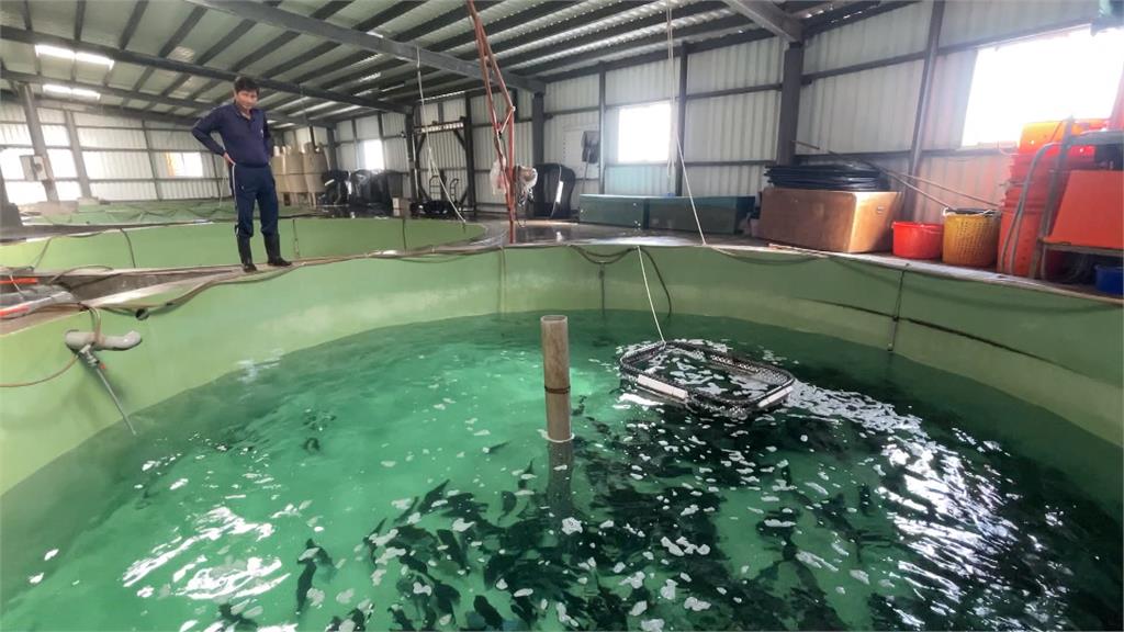 戴昆財培育新品種石斑魚　從養殖到把關一條龍