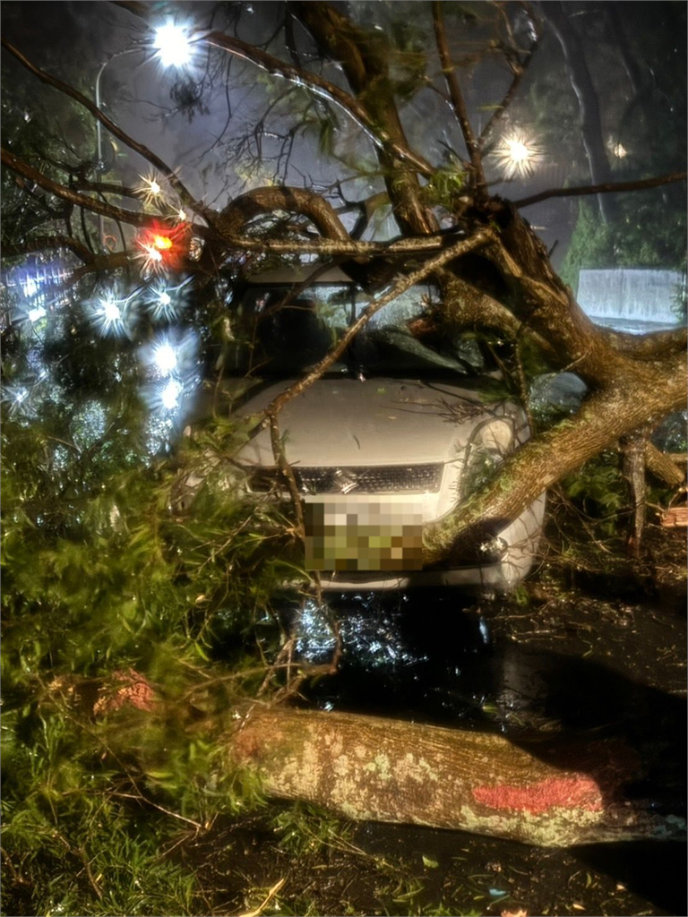 快新聞/豪大雨來襲!陽明山路樹倒塌壓毀車輛 仰德大道一度中斷