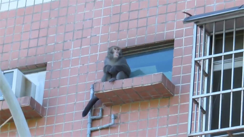 花蓮市區出現獼猴 攀爬社區國宅「看風景」