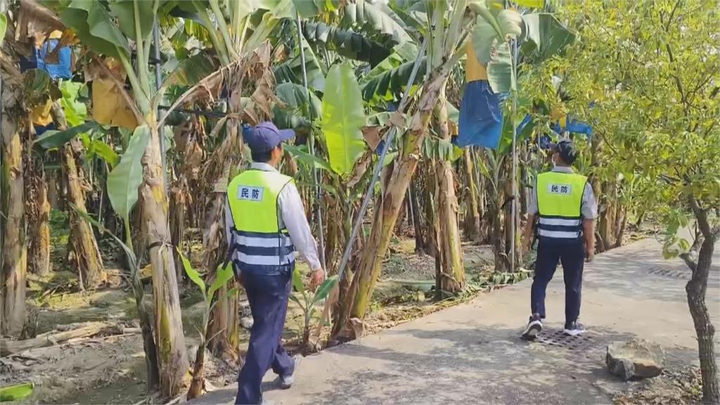 香蕉太值錢! 2賊帶鐮刀狂偷蕉園 警調監視器逮人