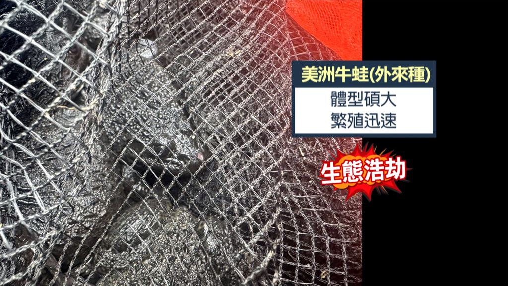 宜蘭冬山河現「放生人龍」　外來種牛蛙丟進河恐釀浩劫