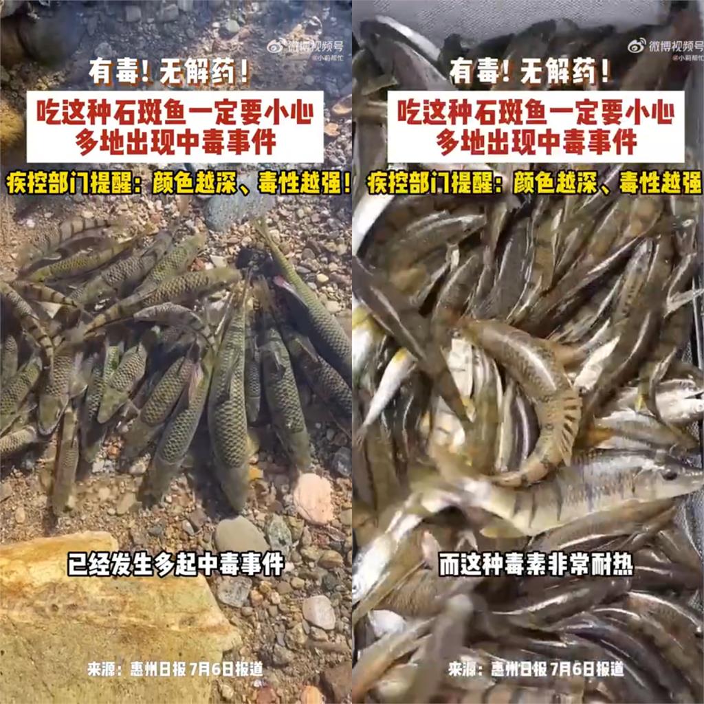 杭州男嗨吃「中國野溪石斑魚卵」慘出事!醫急警告「1毒性超強」:沒有特效解藥