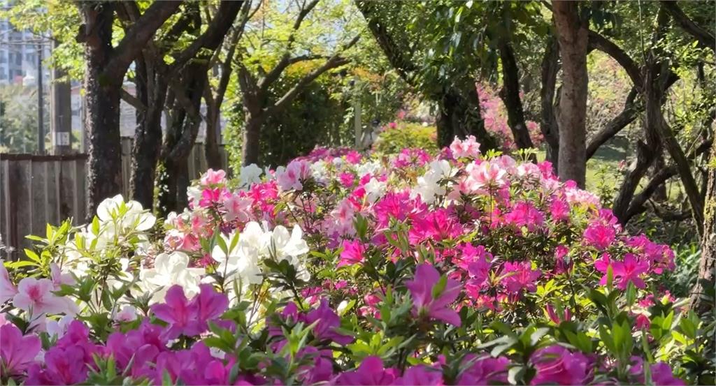 春天來了！羅東文化園區柳絮紛飛　杜鵑花綻放　遊客邊散步邊哼歌