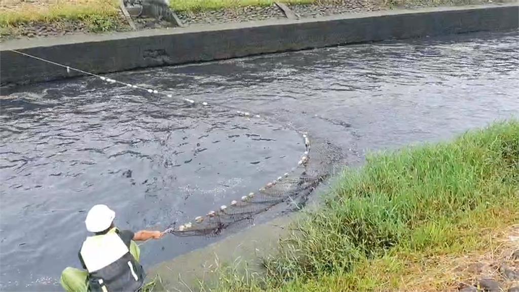 羅東河圳大量魚群暴斃　宜蘭環保局推測這原因