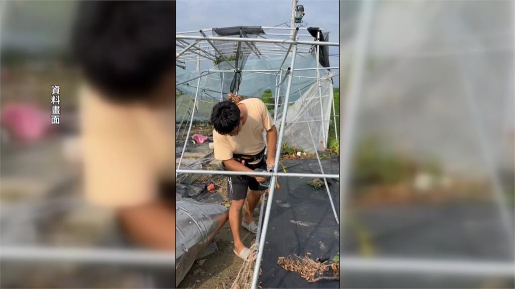 獨／危機變轉機！丹娜絲毀鹿角蕨溫室　全家投入重建「鹿角蕨豪宅」