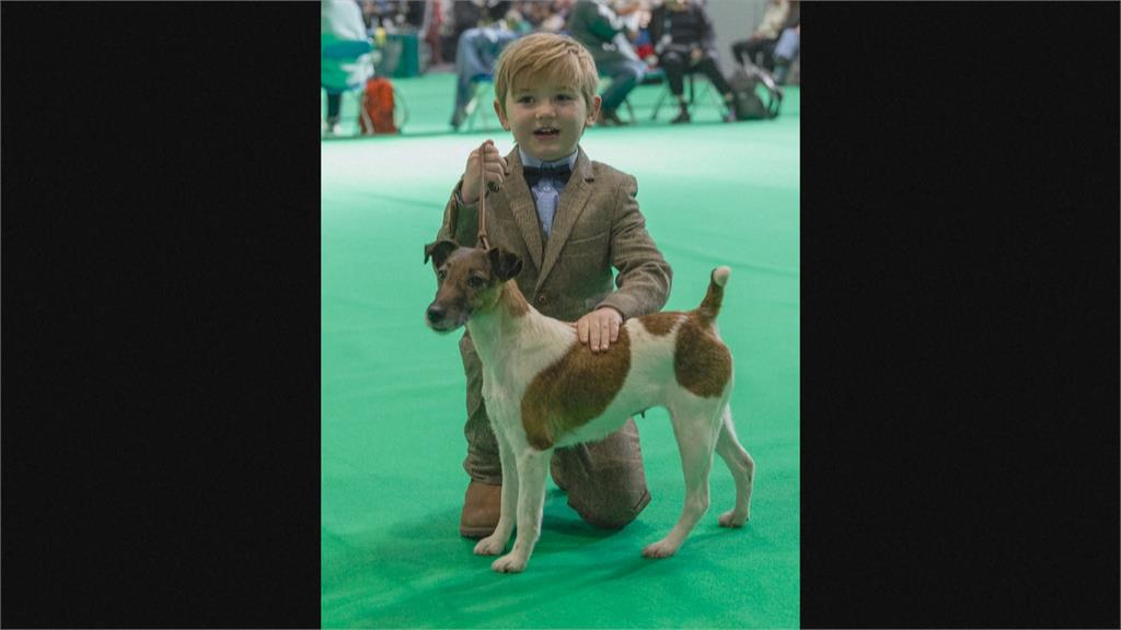 全球最大狗展英國登場 6歲馴犬師奪冠成最年輕得獎人