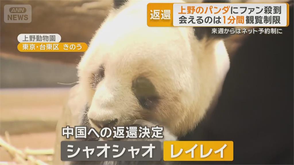 日本上野貓熊將清零！　遊客「排隊4小時只能看1分鐘」