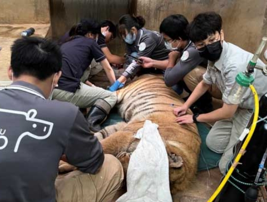 難過不捨！新竹動物園老虎「來福」病痛纏身　園方忍痛決定安樂死