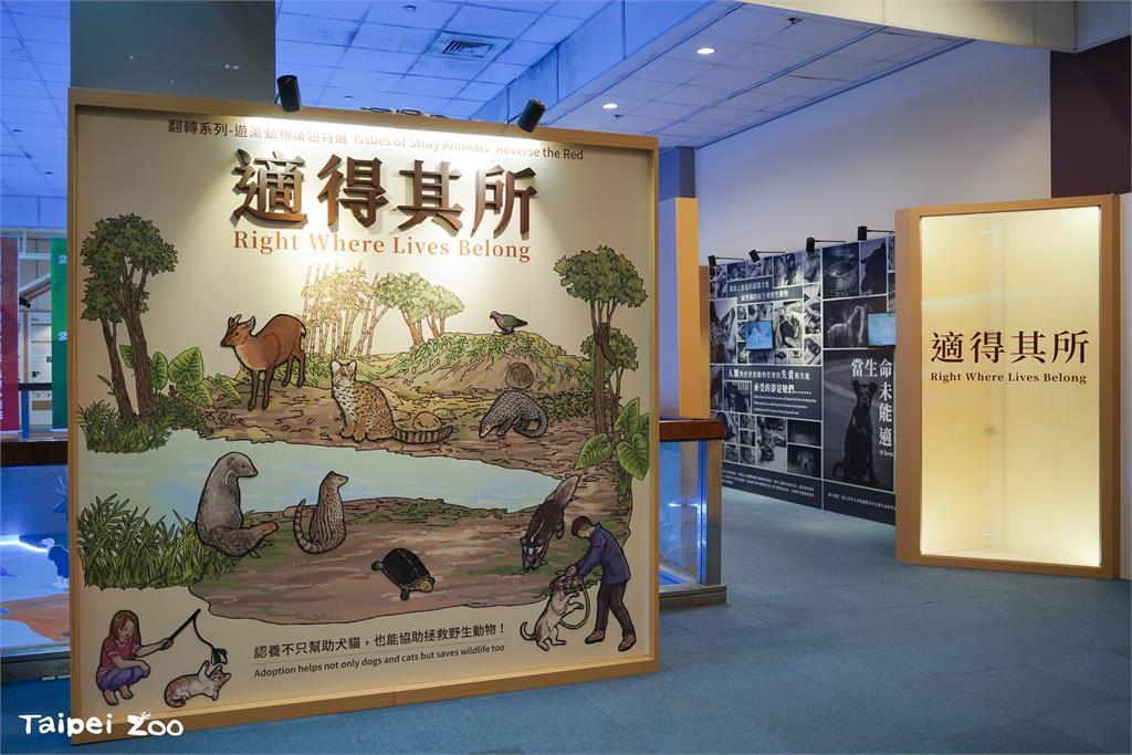 快新聞/穿山甲、石虎屢遭攻擊! 北市動物園:遊蕩犬貓威脅本土動物勿任意餵食、棄養