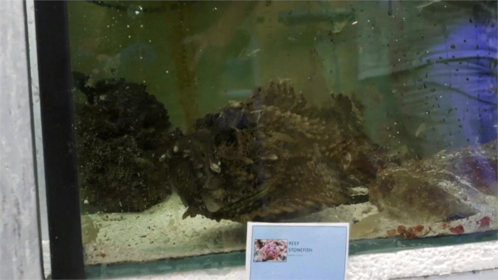 劇毒海洋生物毒液可製血清! 澳專家研究「世界最毒魚類」