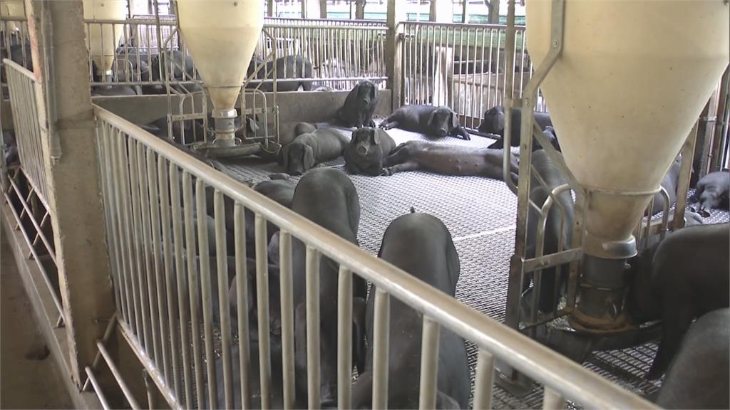 飼料成本漲6成 豬農喊苦「養1頭豬賠千元」