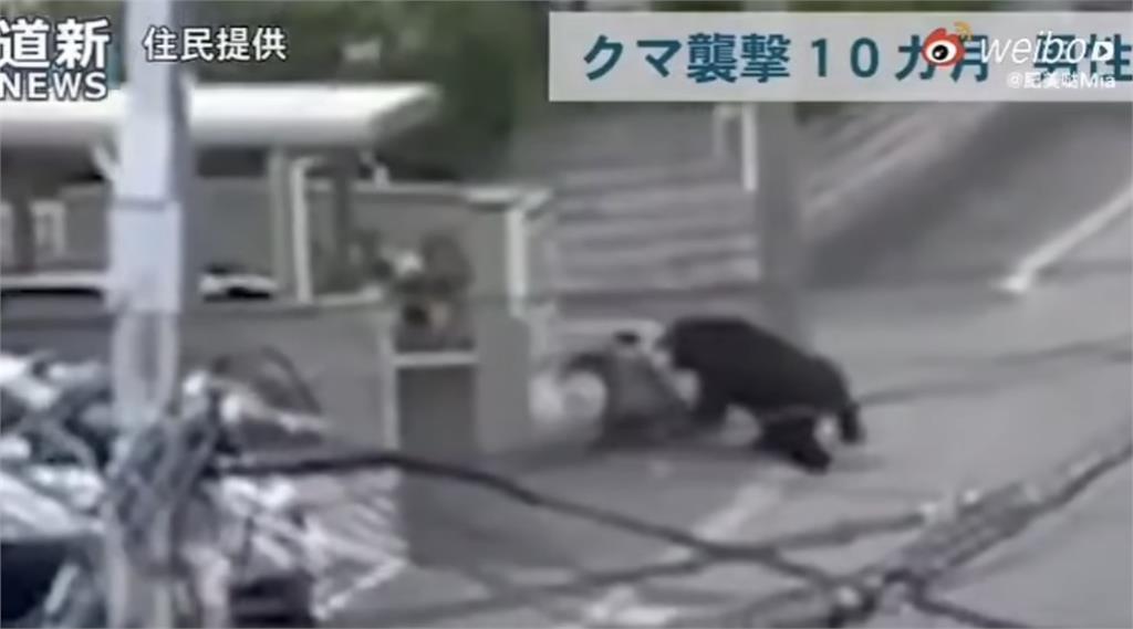 日本大量黑熊闖市區釀12死!送報員遭偷襲倒地「啃咬14秒」完整畫面曝光