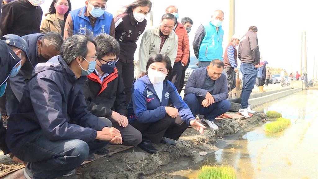 寒流伴隨強風釀農損 麥寮、水林鄉3成秧苗乾枯