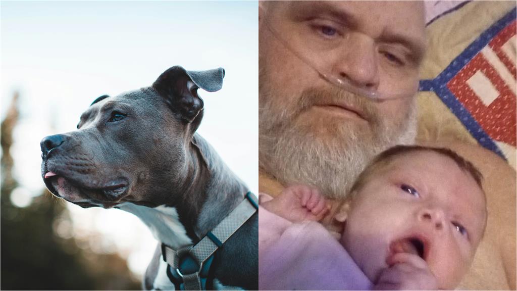 祖孫被自家「7隻比特犬」撕咬致死！警破門驚見嬰兒全身血…他控：平時就有攻擊性
