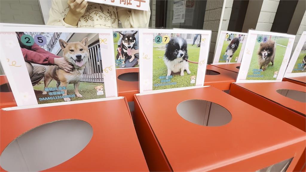 堪比抽中福袋!新竹縣狗狗認養大會「100多人搶37犬」