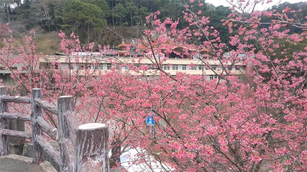 走春參拜祈福好去處 苗栗協雲宮櫻花綻放