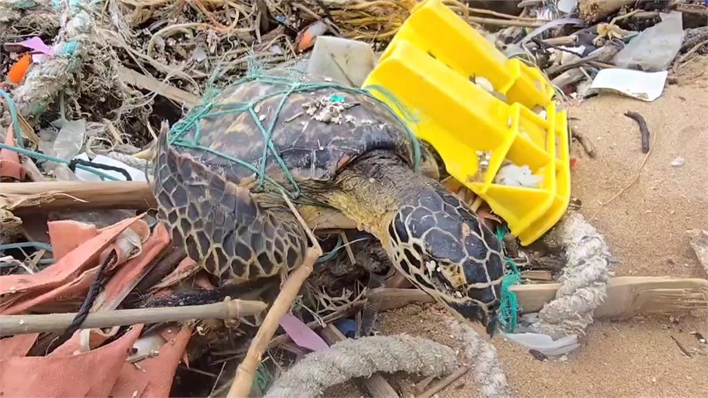 漁網纏繞玳瑁海龜打上岸　１死２傷送治療
