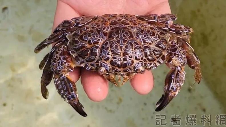 澎湖小巷竄出「劇毒螃蟹」！日本曾10餘人誤食不治…專家呼籲「1特點」可辨識