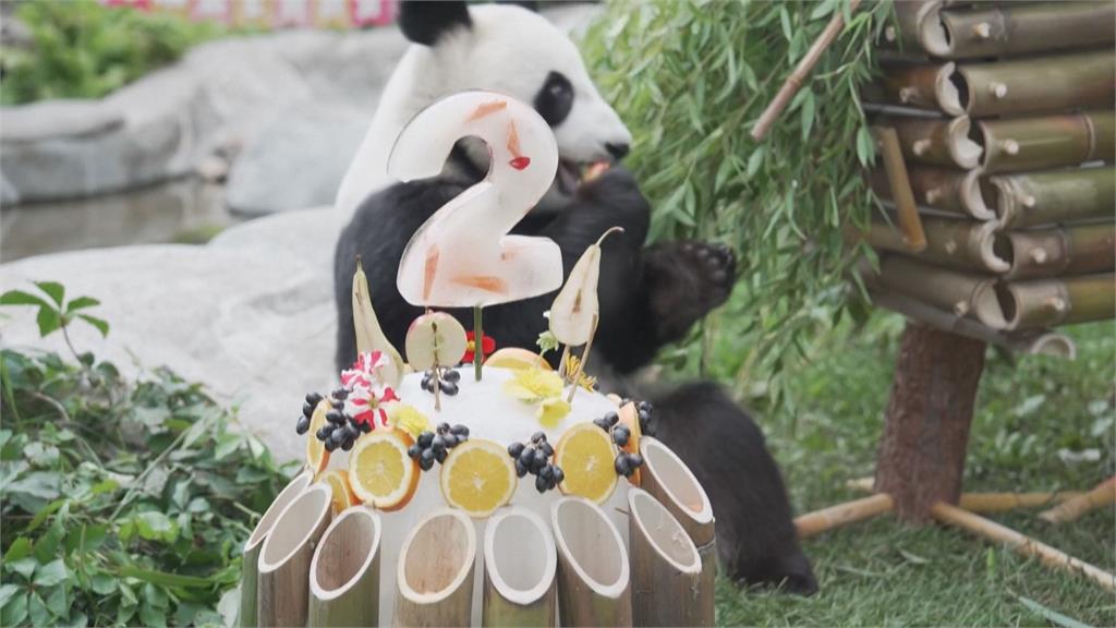 首隻在俄羅斯出生貓熊！　動物園慶「喀秋莎」2歲生日